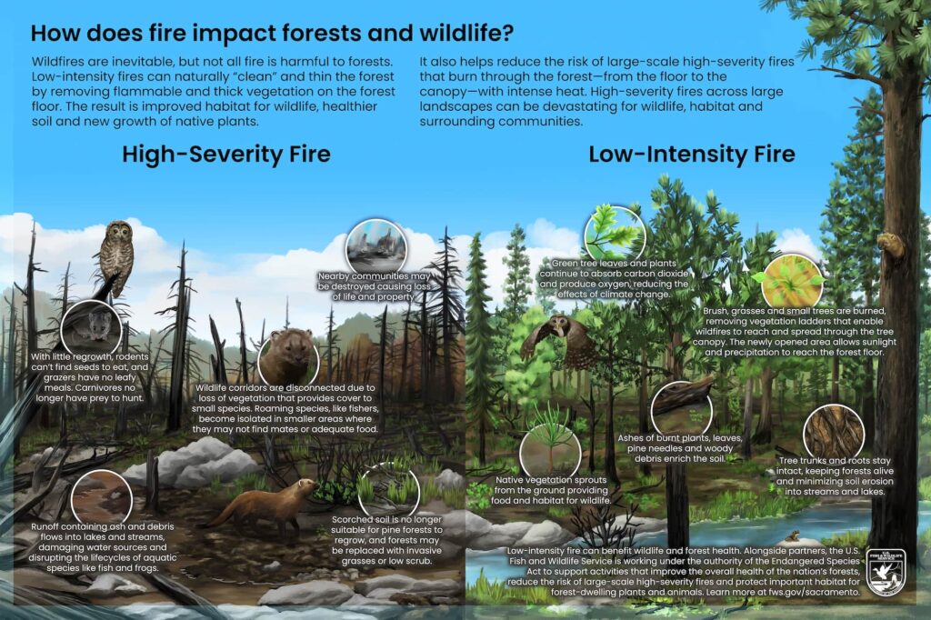 Fire & Forest Ecology Fire Effects On Forests And Wildlife Public Education (1)