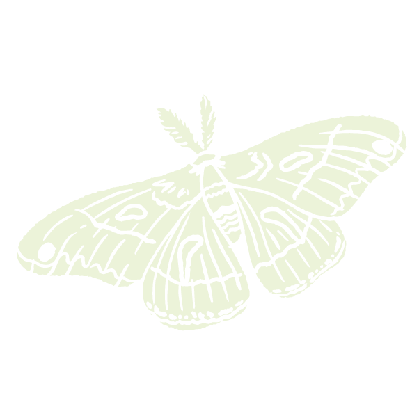 Ianw moth