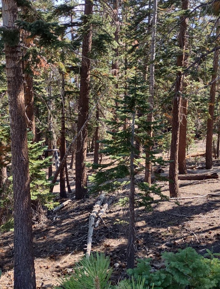 Juniper bike trail Mammoth Mountain