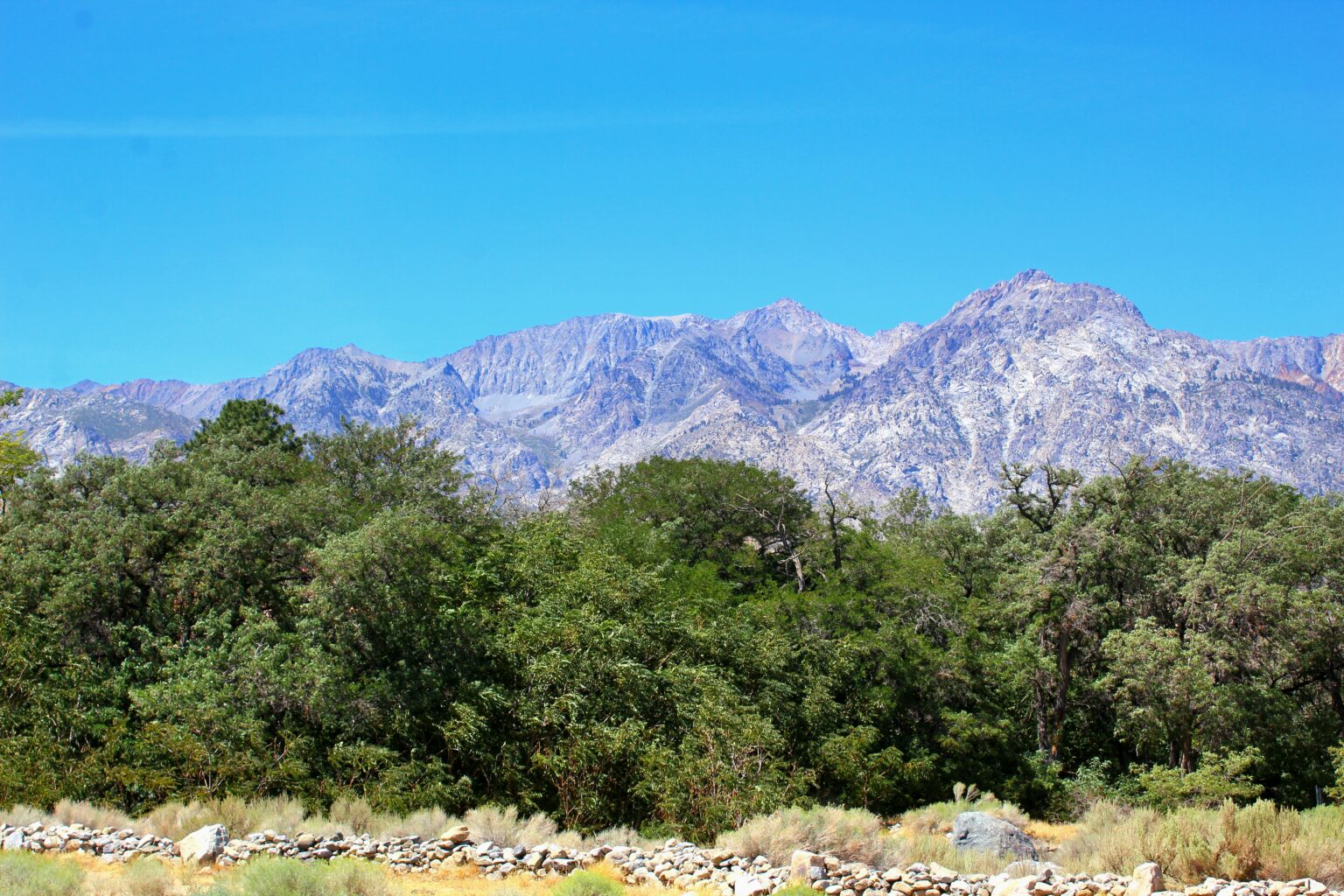 Dense riparian trees along Oak Creek on the Fort Independence Reservation below the Sierra