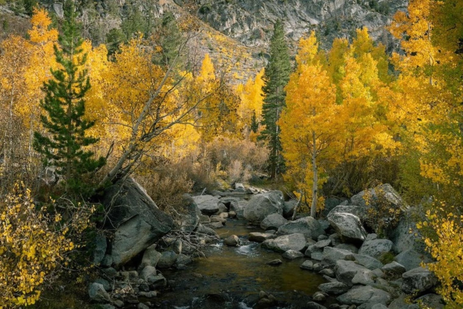 Fall aspen and willows lining a rocky Eastern Sierra creek