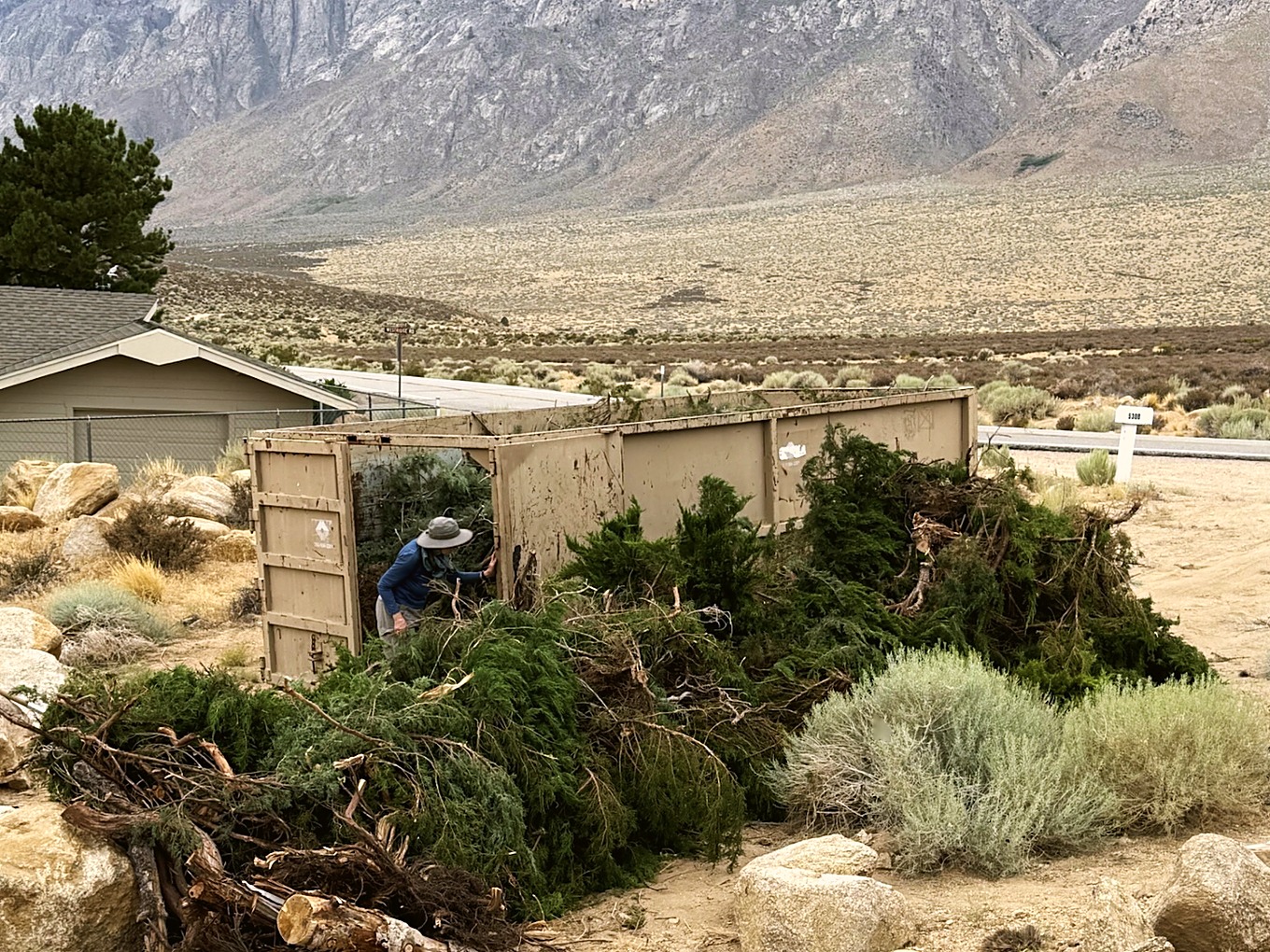 A volunteer loading cut juniper into a dumpster below the Eastern Sierra