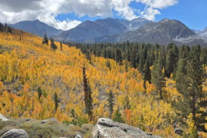 Fall Riparian Area