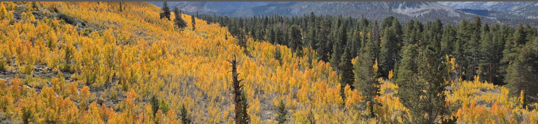 Fall landscape in an aspen riparian corridor