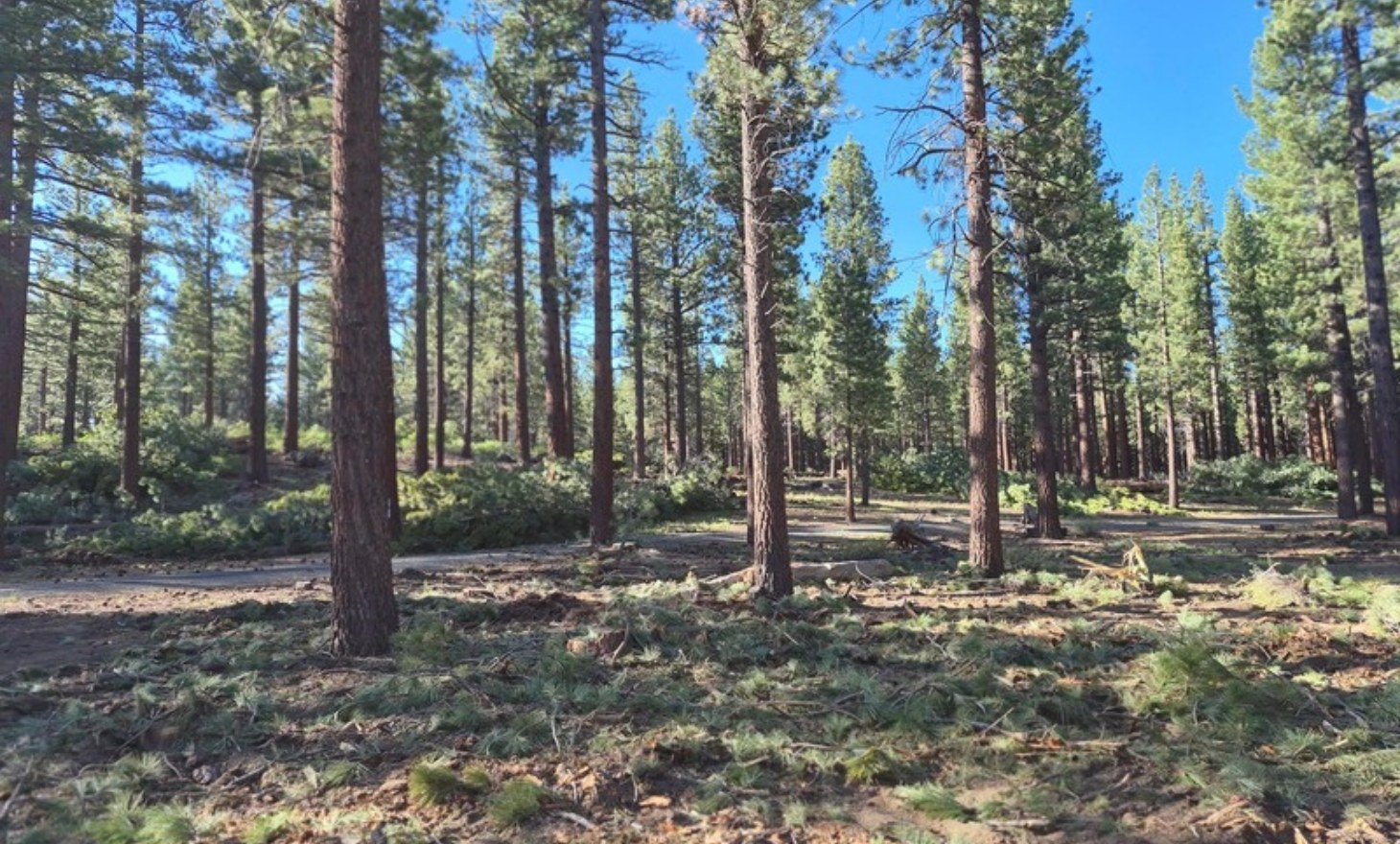 A thinned forest stand at Shady Rest Park with open space between the pines